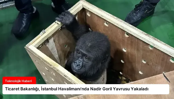 Ticaret Bakanlığı, İstanbul Havalimanı’nda Nadir Goril Yavrusu Yakaladı