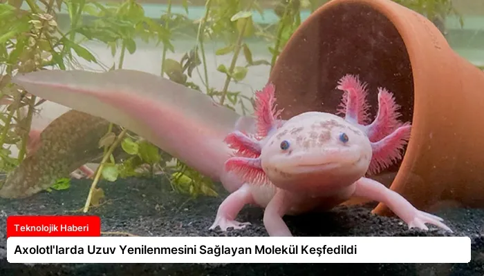 Axolotl’larda Uzuv Yenilenmesini Sağlayan Molekül Keşfedildi