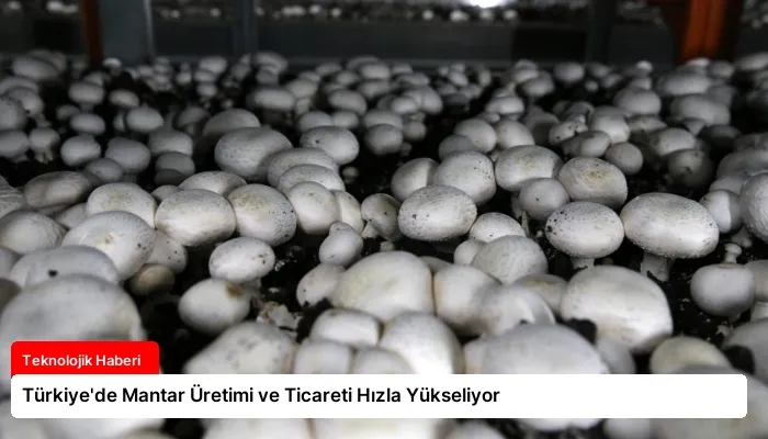 Türkiye’de Mantar Üretimi ve Ticareti Hızla Yükseliyor