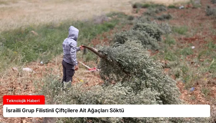 İsrailli Grup Filistinli Çiftçilere Ait Ağaçları Söktü