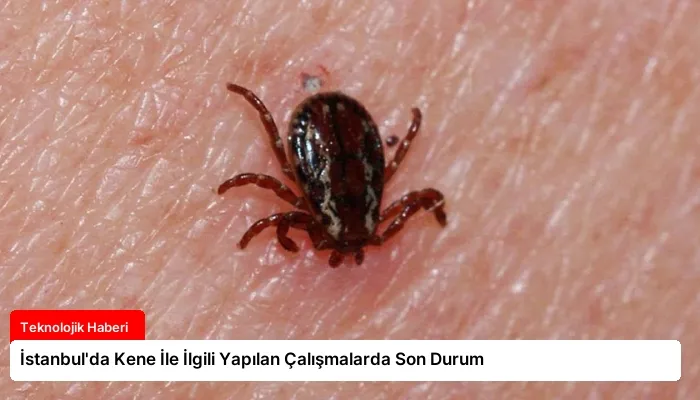 İstanbul’da Kene İle İlgili Yapılan Çalışmalarda Son Durum