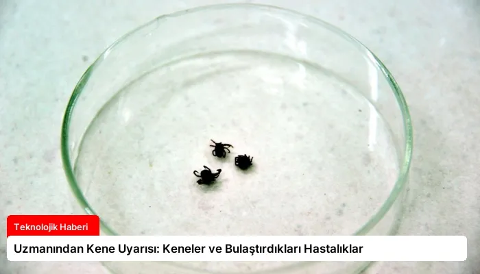 Uzmanından Kene Uyarısı: Keneler ve Bulaştırdıkları Hastalıklar