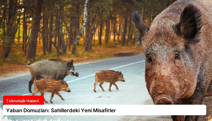 Yaban Domuzları: Sahillerdeki Yeni Misafirler