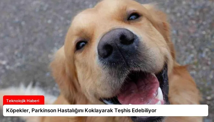 Köpekler, Parkinson Hastalığını Koklayarak Teşhis Edebiliyor