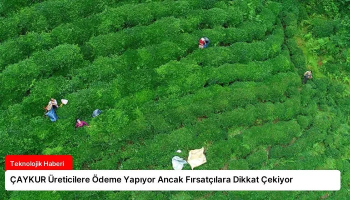 ÇAYKUR Üreticilere Ödeme Yapıyor Ancak Fırsatçılara Dikkat Çekiyor