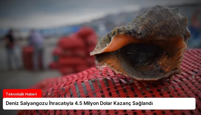 Deniz Salyangozu İhracatıyla 4.5 Milyon Dolar Kazanç Sağlandı