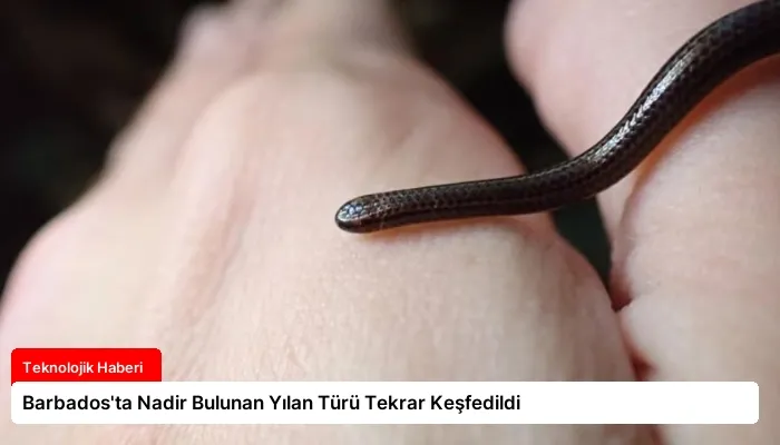 Barbados’ta Nadir Bulunan Yılan Türü Tekrar Keşfedildi