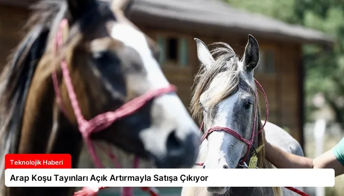 Arap Koşu Tayınları Açık Artırmayla Satışa Çıkıyor
