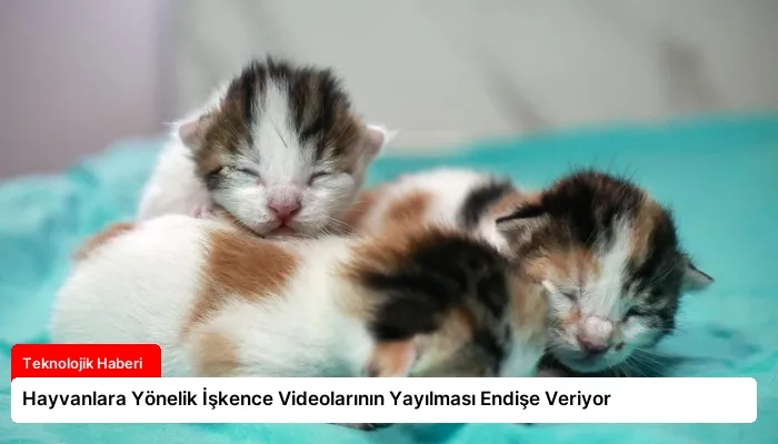 Hayvanlara Yönelik İşkence Videolarının Yayılması Endişe Veriyor