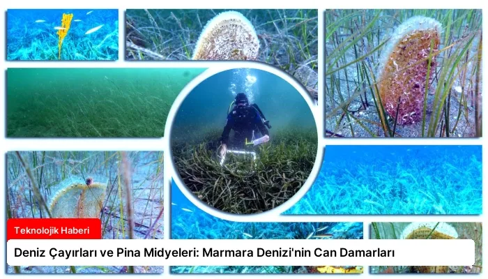 Deniz Çayırları ve Pina Midyeleri: Marmara Denizi’nin Can Damarları