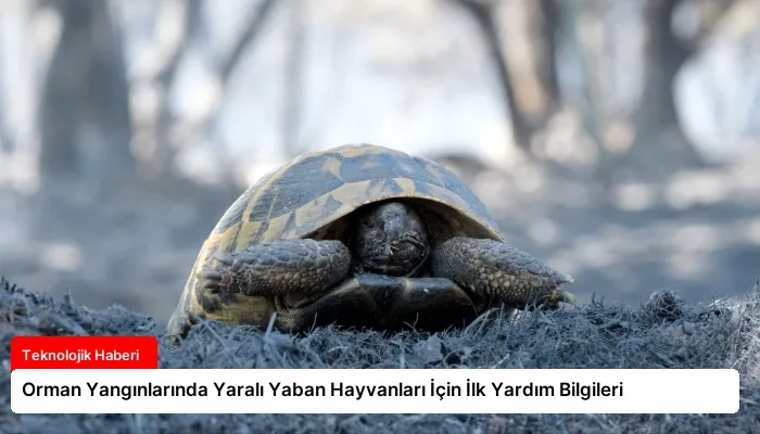 Orman Yangınlarında Yaralı Yaban Hayvanları İçin İlk Yardım Bilgileri