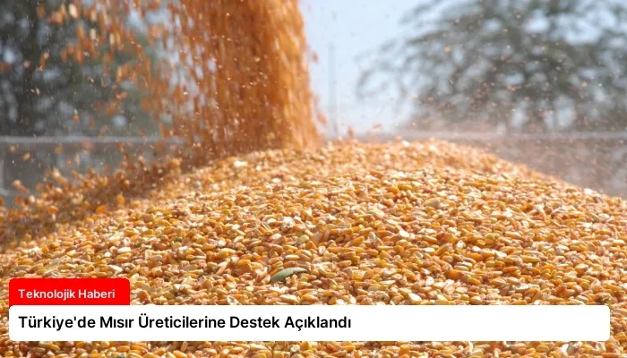 Türkiye’de Mısır Üreticilerine Destek Açıklandı