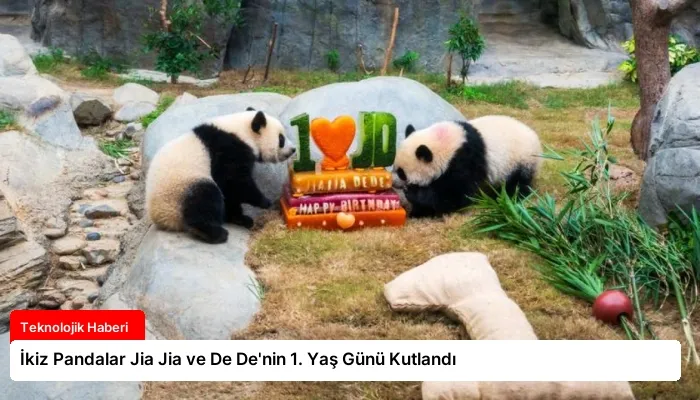 İkiz Pandalar Jia Jia ve De De’nin 1. Yaş Günü Kutlandı