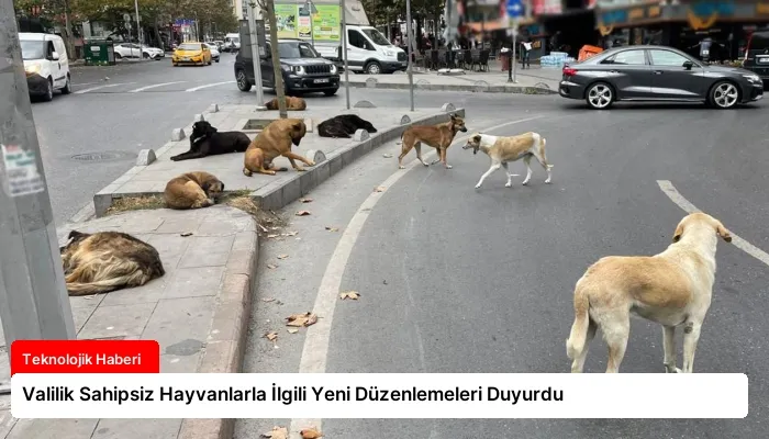 Valilik Sahipsiz Hayvanlarla İlgili Yeni Düzenlemeleri Duyurdu