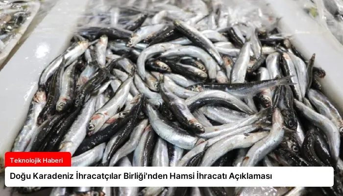 Doğu Karadeniz İhracatçılar Birliği’nden Hamsi İhracatı Açıklaması