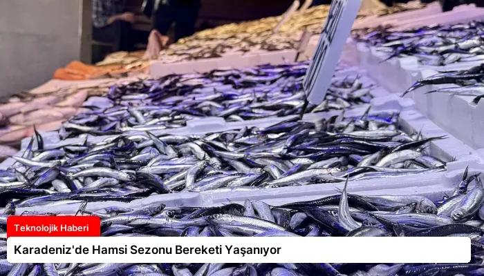 Karadeniz’de Hamsi Sezonu Bereketi Yaşanıyor