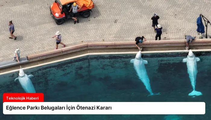 Eğlence Parkı Belugaları İçin Ötenazi Kararı