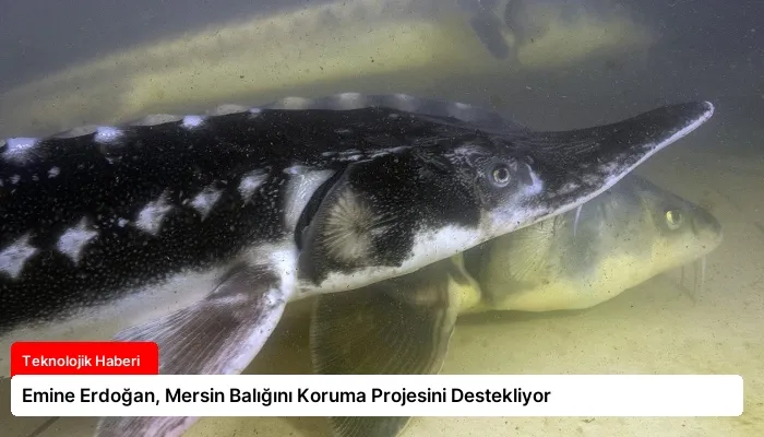 Emine Erdoğan, Mersin Balığını Koruma Projesini Destekliyor