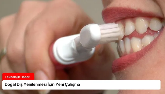 Doğal Diş Yenilenmesi İçin Yeni Çalışma