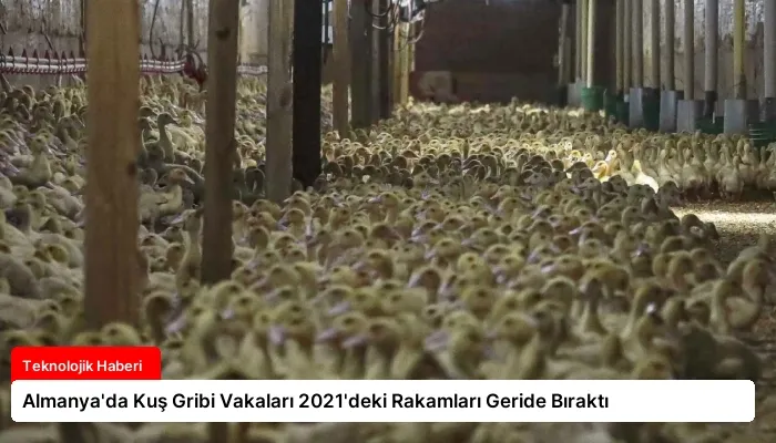 Almanya’da Kuş Gribi Vakaları 2021’deki Rakamları Geride Bıraktı