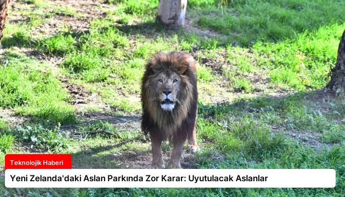 Yeni Zelanda’daki Aslan Parkında Zor Karar: Uyutulacak Aslanlar