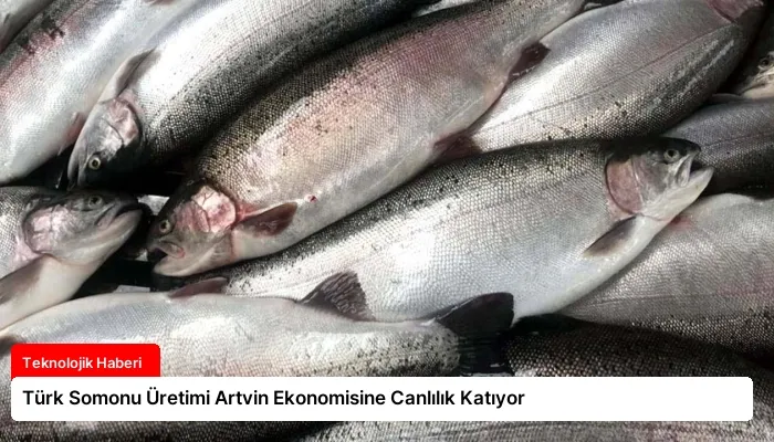 Türk Somonu Üretimi Artvin Ekonomisine Canlılık Katıyor