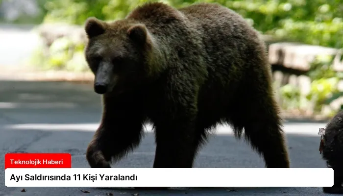 Ayı Saldırısında 11 Kişi Yaralandı