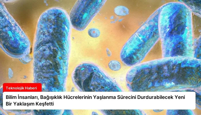 Bilim İnsanları, Bağışıklık Hücrelerinin Yaşlanma Sürecini Durdurabilecek Yeni Bir Yaklaşım Keşfetti