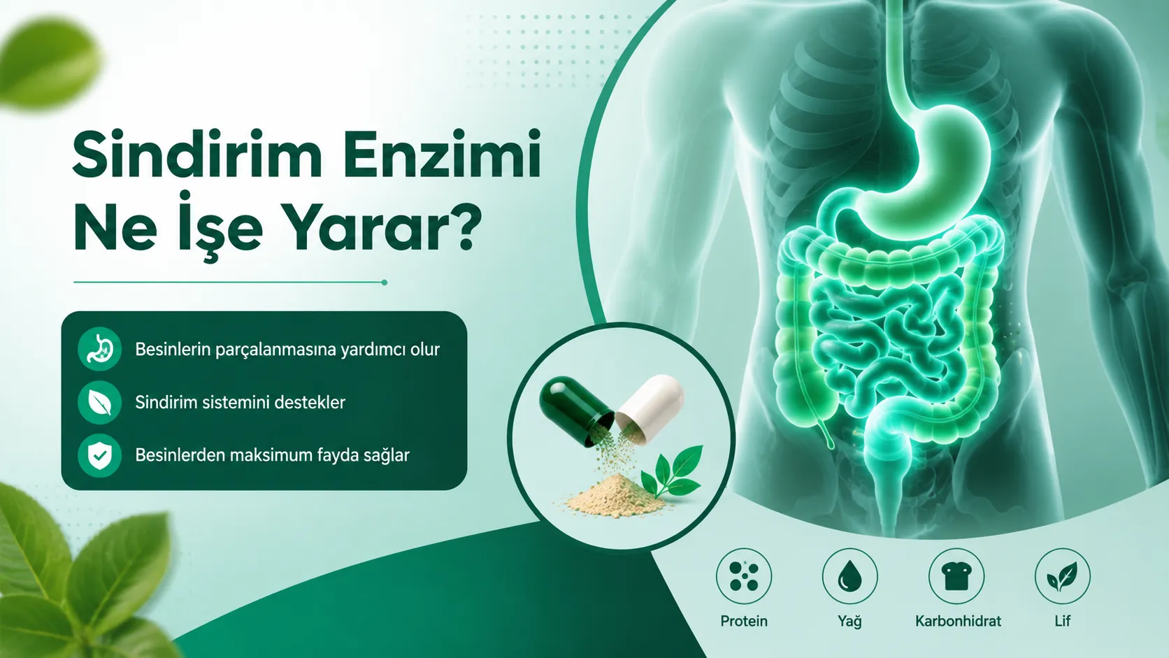 Sindirim Enzimi Ne İşe Yarar?